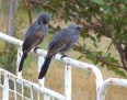 Apostle birds on a fence 003