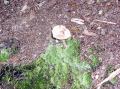 BIGELOW HOLLOW 14