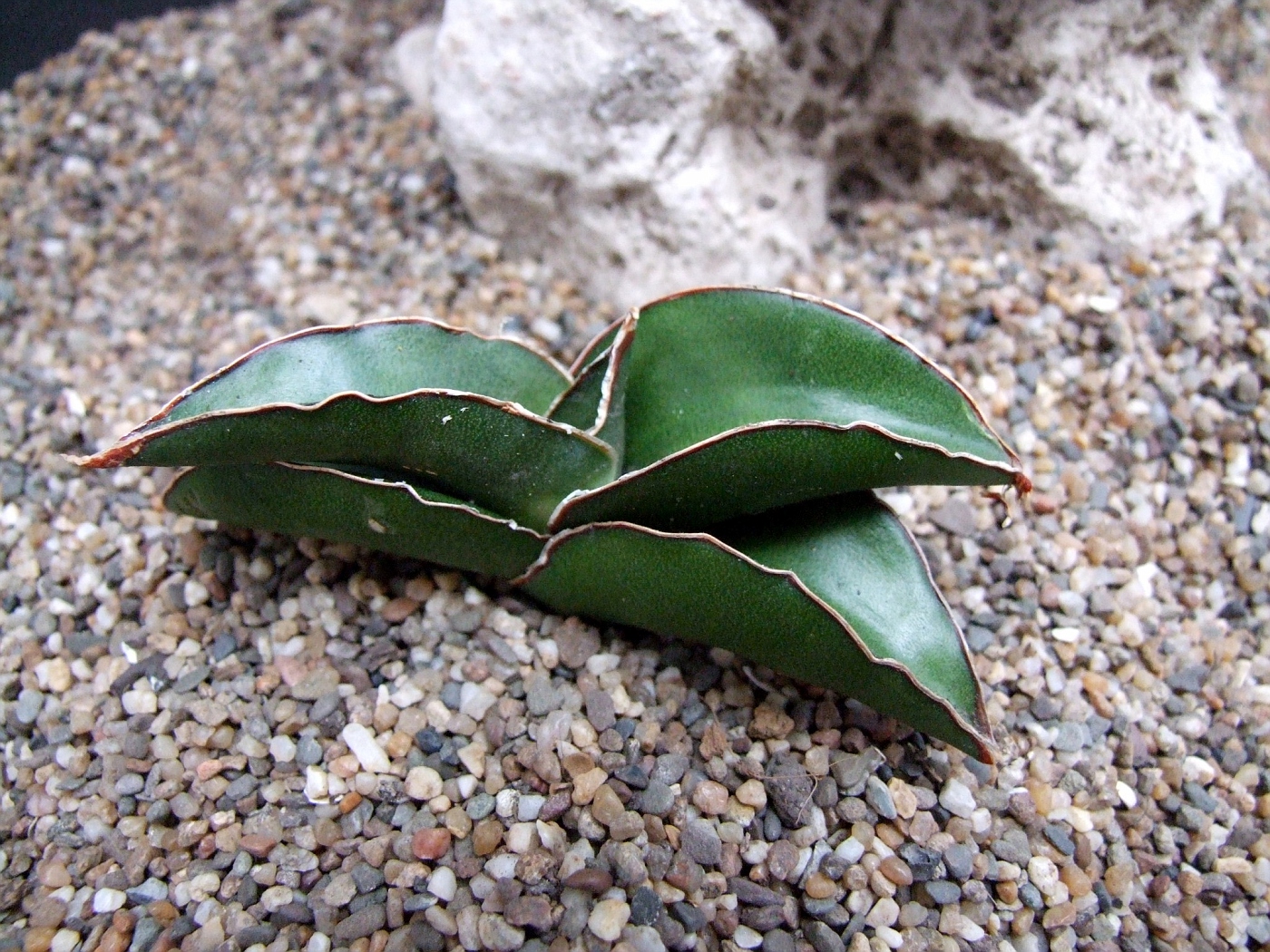 Dwarf Sansevieria