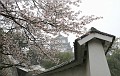Sakura in bloom