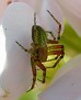Araniella cucurbitina [Agurkedderkopp]