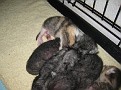 Bells Babies 004