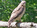 BroadwingedHawk002