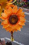 DSC 7976