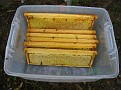 The Process of Extracting Honey / Here are the fully capped frames for extraction of honey.