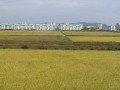 North Korean 023