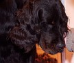 Dogs-23