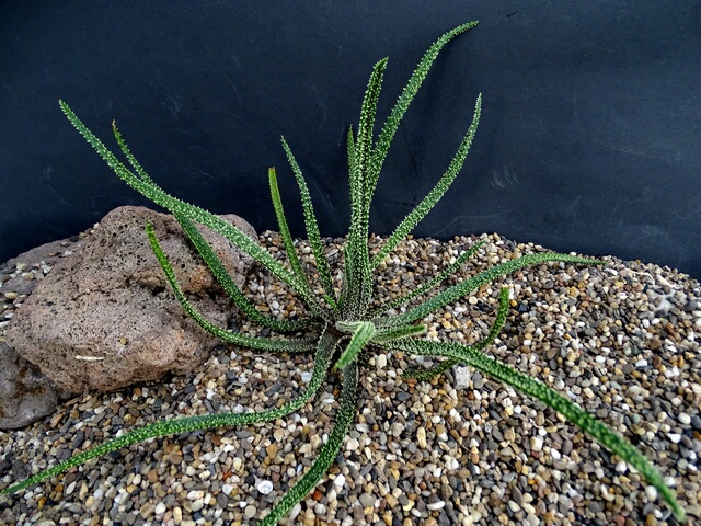 Aloedelicatifolia-vi.jpg