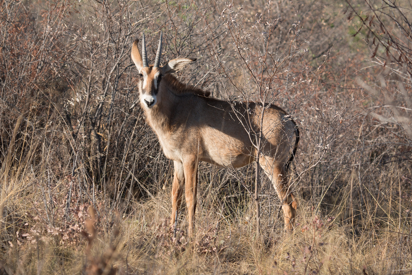 namibia