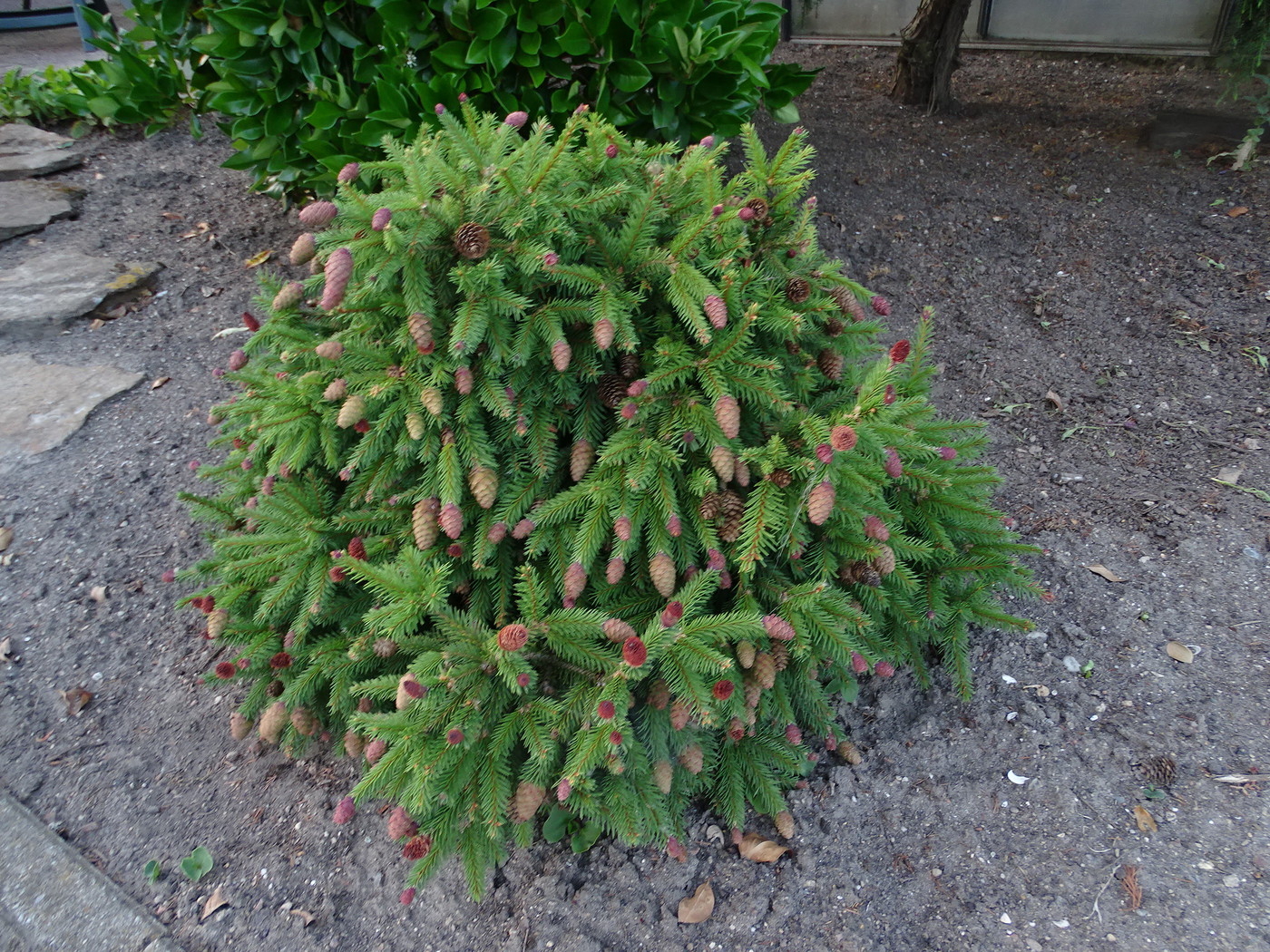 Picea Abies Wild Strawberry