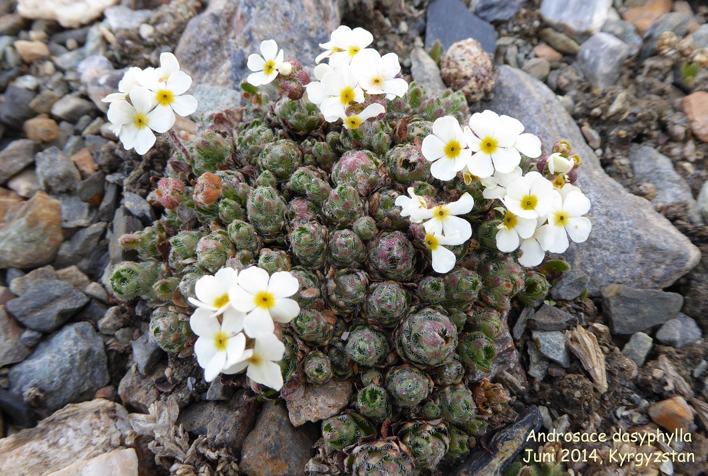 Androsace dasyphylla