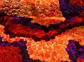 FlowerShow-10.jpg