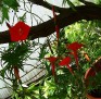 Ipomoea quamoclit