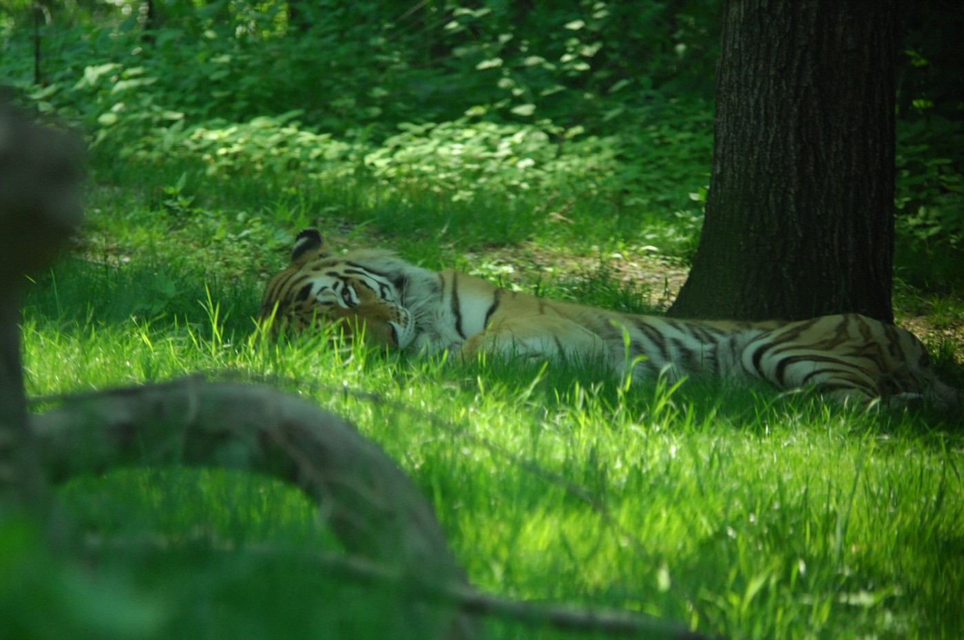 20070525 - Bronx Zoo - 003-sm