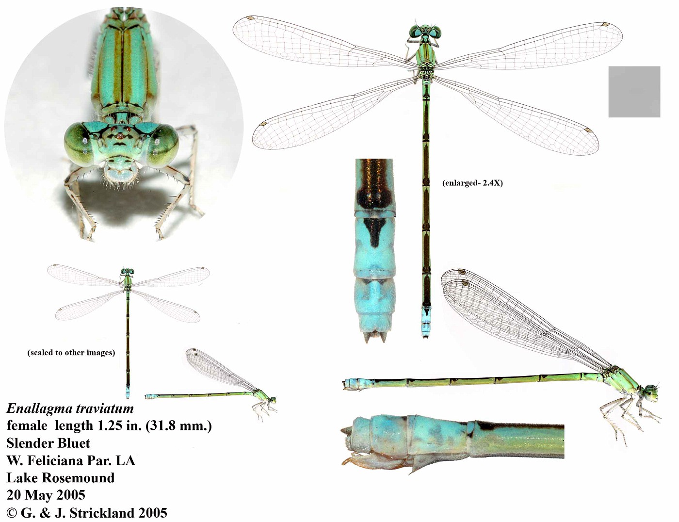 Enallagma traviatum  female #2
(Slender Bluet)