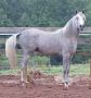MAI SHAH JAMAL #561070  1998 grey gelding (Shahdal x Buttonwood Sierra, by Nabiel+/)