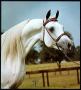 *KHOFO grey stallion
