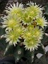 Ferocactus glaucescens Spineless form