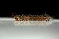 IMG 4832-e