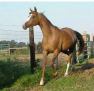 MW MIZFIRE  (CJ Flaminmotion x BW Mizchief) 1998 chestnut mare