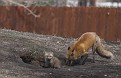 IMG 3124-01c