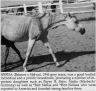 NEFISA (Balance x Helwa)