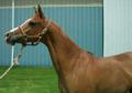 MWF ELITA #469632  1991 chestnut mare (Negatraz x Miss Ellie, by *Aladdinn) Dam of 2 fillies