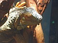 Green Iguana 2