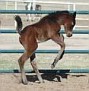 AL KAHAR LDA #622297 (Thee Desperado x Minstris Petunia LDA, by The Minstril) 2006 bay colt