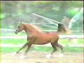 FOCUS RUMBABA #569701 (Ravenwood Jaleel x Focus Filigree, by Prince Fanali) 2000 chestnut colt