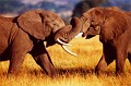 African-Elephants-Sparring-Poster-C10284278