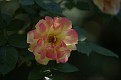 DSC01064