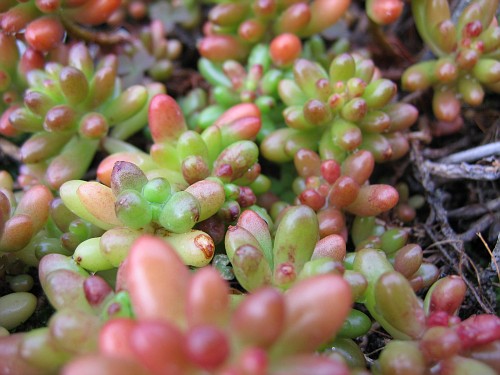 Sedum rubrotinctum