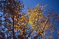 Scan-111212-0017
