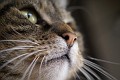 DSC00801