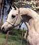 ANSATA IBN HALIMA++ 3 times U.S. National Top Ten Halter Champion 1966, 1967, 1969, English Park Horse Champion Stallion, Most Classic Arabian and Legion of Merit Winner