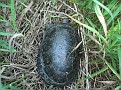 Blanding's Turtle (male)