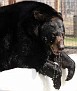 Bearvisit 177 copy.jpg
