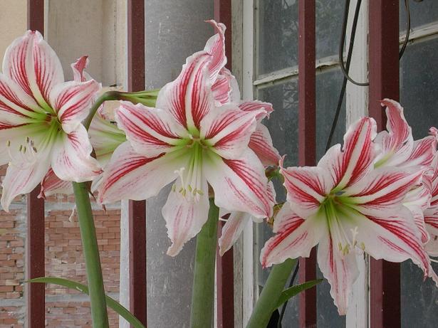 Hippeastrum papilio x 'Baby Star'