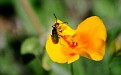 Red-eared Blister Beetle on Poppy