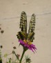 bfly8805 007