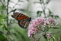 2012 Monarch