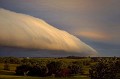 rollcloud bush big