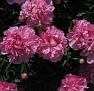 IMG 0038
