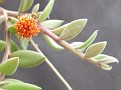 Kleinia implexa. Kenya