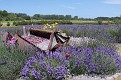 IMG 1498