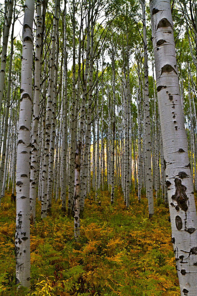 Осенние виды штата Колорадо. 24-25 сентября 2012 г.