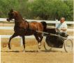 BREMERVALE DESTINY #380641 (Oxford Decimus X Bremervale Zendi, by Lord Gold-N-Glo) 1978-1996 bay stallion imported to the US by Bazy Tankersley in 1986; sired 188 registered purebreds