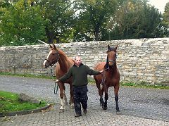 Senner Pferde an der Wewelsburg