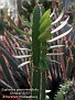 Euphorbia persistentifolia